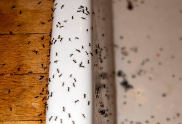 Best Best Pest Control Companies  in South Charleston, OH