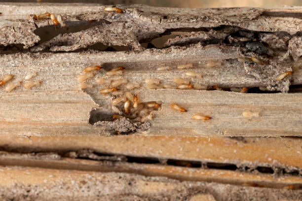 Best Local Pest Control Services  in South Charleston, OH