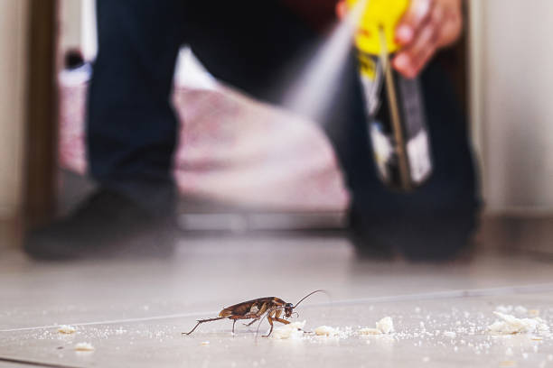Best Termite Control Services  in South Charleston, OH